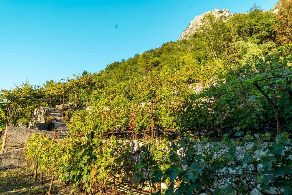 Villa Pavle'S Oasis Virpazar Exterior foto